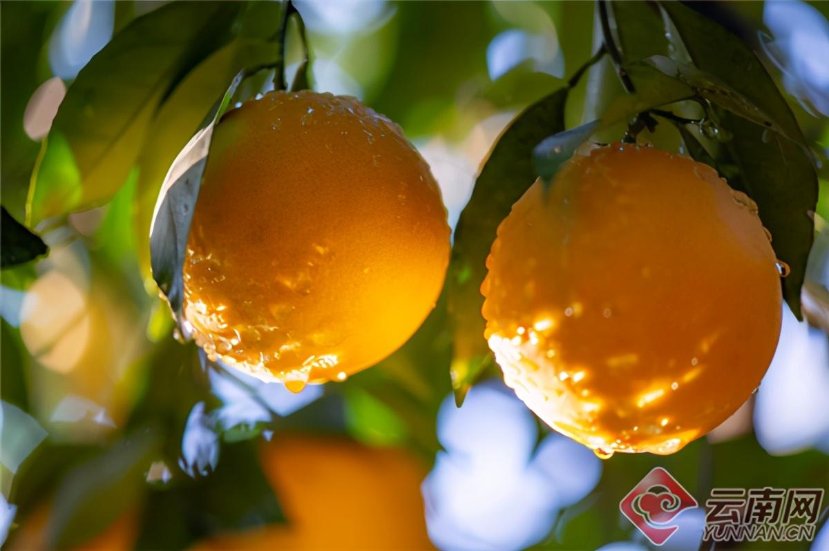 果子--褚橙庄园沃柑10斤云南玉溪新鲜水果当季柑橘L礼盒装
