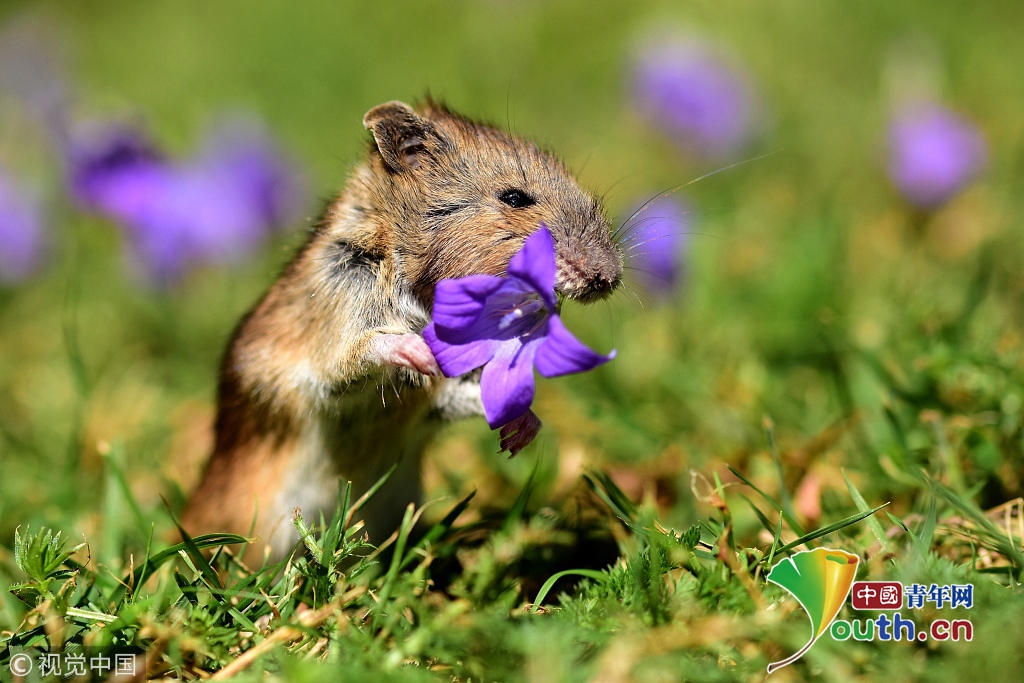 最终,这只"浪漫"的小老鼠甚至特意采了一朵花握在它的小爪子里.