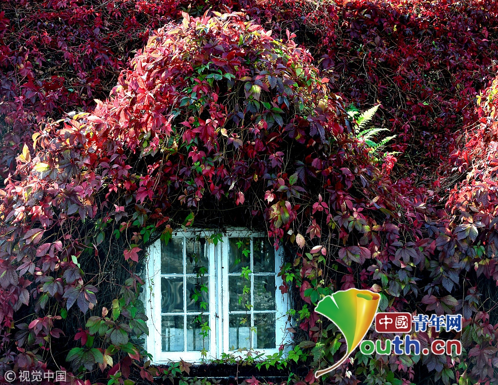 换季如换景 英国藤蔓小屋从翠绿到被深红覆盖
