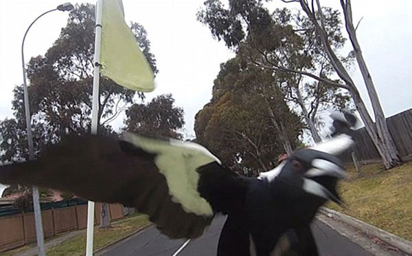 愤怒的小鸟!澳邮递员骑摩托连遭数只喜鹊袭击