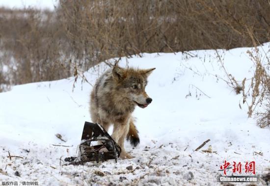 荷兰出现长期栖息的狼群踪迹 专家：140年来首次