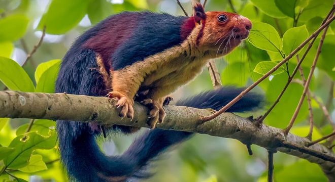 印度现彩色松鼠