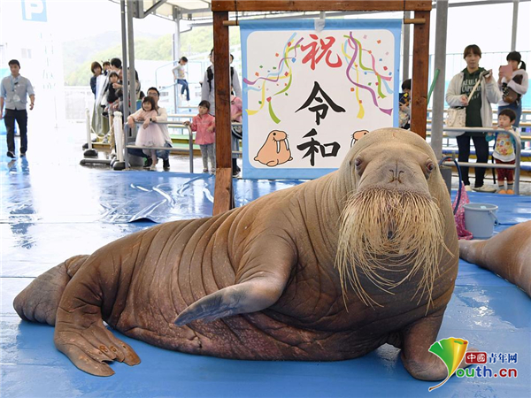 日本水族馆庆祝“令和”时代到来 海象表演超萌