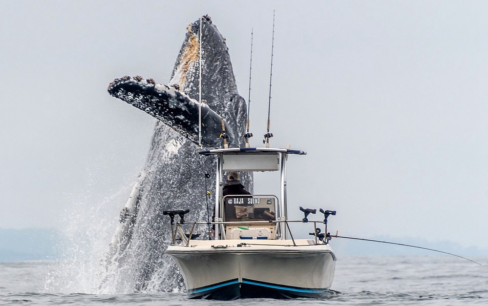 巨型座头鲸从海中跃起 与小渔船形成鲜明对比
