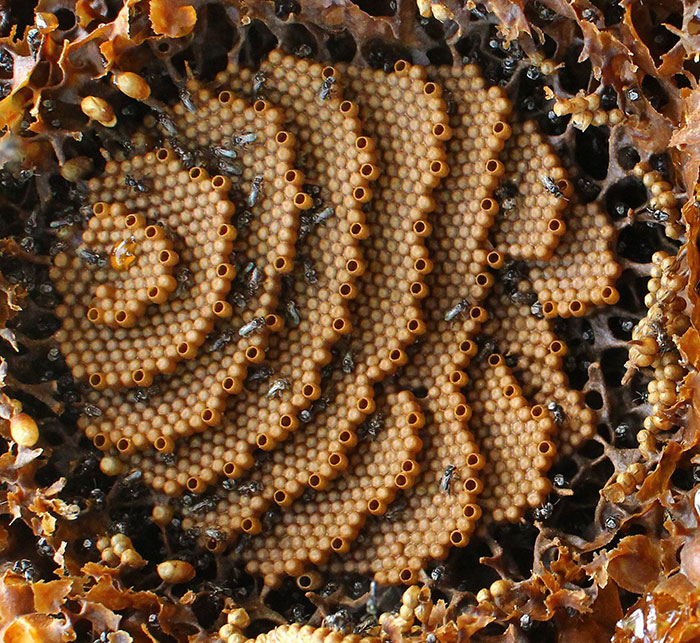 这种蜜蜂形似苍蝇咬人不蜇人 还会建造螺旋形蜂巢