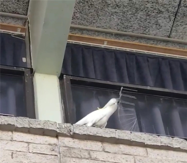 愤怒的小鸟！澳大利亚一只鹦鹉拆除墙头防鸟装置