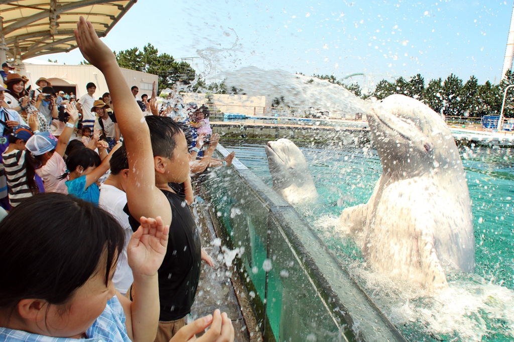 日本横滨顽皮白鲸向游客喷水“送清凉”