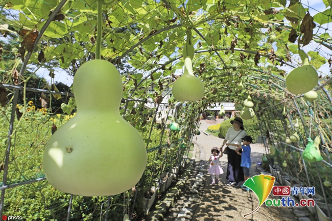 日本一植物园内现葫芦隧道 "葫芦娃"挂满枝梢