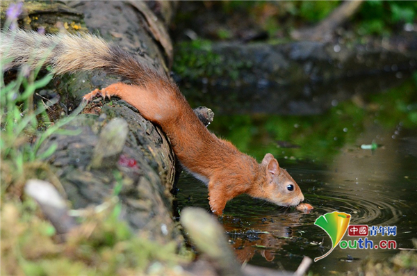 红松鼠竭力打捞落水坚果 坚持不懈终享美食