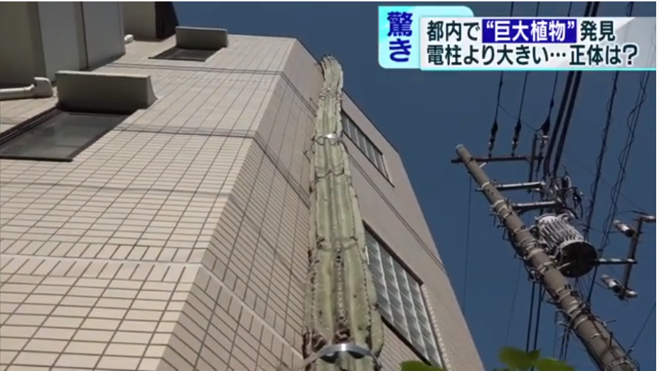 东京都北区的一株“怪物仙人掌”引发热议，已经超过了旁边的三层公寓楼