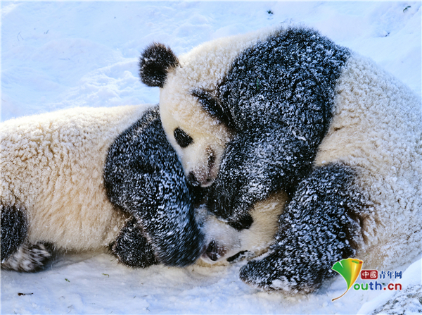 萌翻!柏林动物园大熊猫雪地里开心撒欢