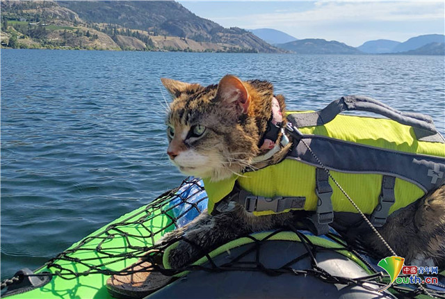 加拿大猫咪和"铲屎官"徒步旅行皮划艇嗨翻天