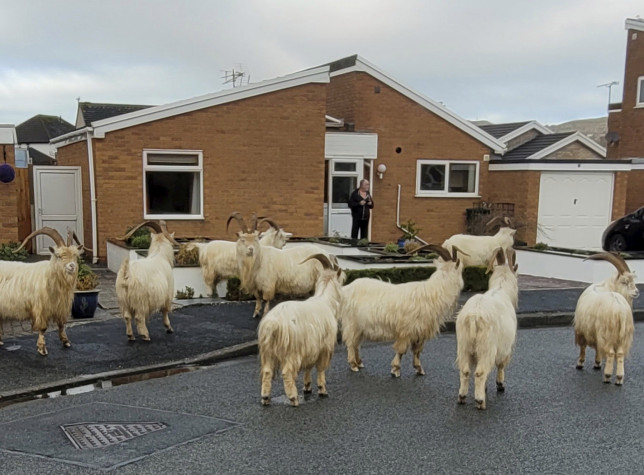 由于没有接受避孕注射,英国一个海滨小镇野山羊的数量创下了历史