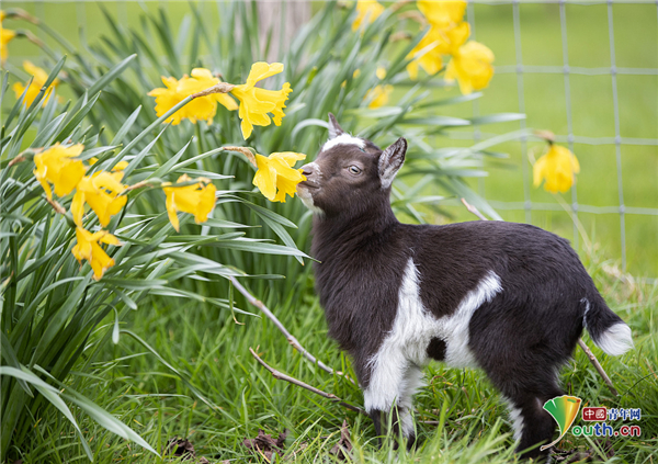 小矮羊首次田野漫步细嗅花香感受春天气息