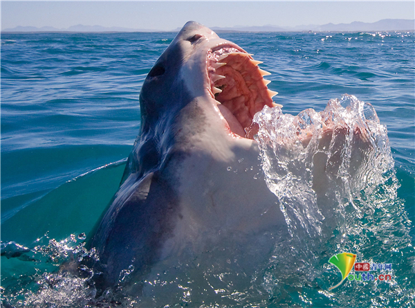 南非大白鲨露出锋利牙齿对着镜头龇牙咧嘴