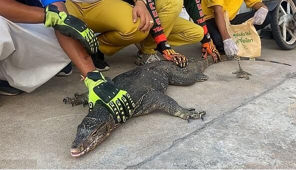 爆笑泰国一只巨蜥闯入居民家救援队员抓捕场面混乱