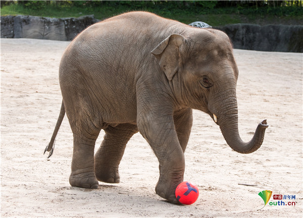 迎接欧洲杯动物园大象踢球秀球技