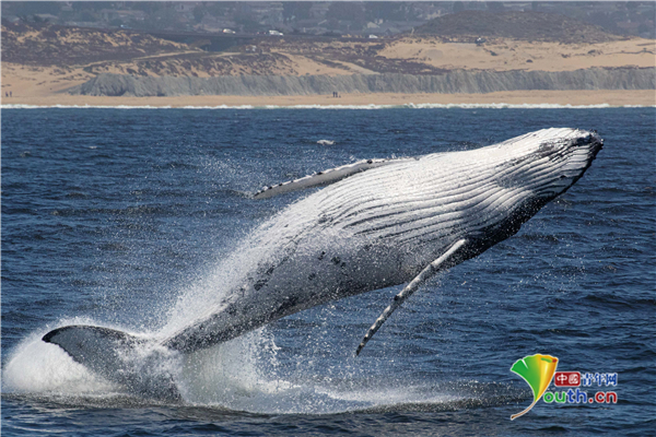 美国加州鲸鱼跃出水面超震撼