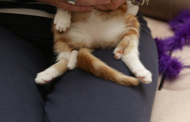 小猫出生7周后又长出2条后腿成英国第一只6腿猫