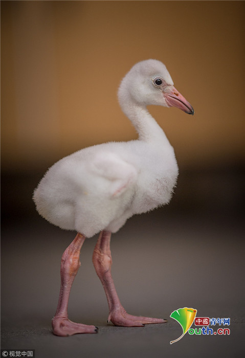 未来的"大长腿"!英动物园火烈鸟宝宝亮相 站姿霸气