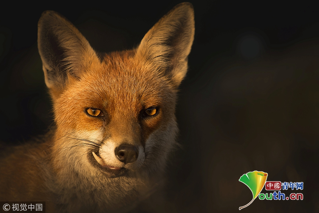 英国摄影师拍到狐狸精面对镜头龇牙微笑