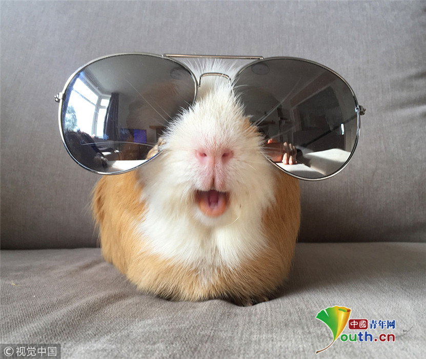 国外小豚鼠头戴小帽子拍萌照走红网络_发现频道_中国青年网