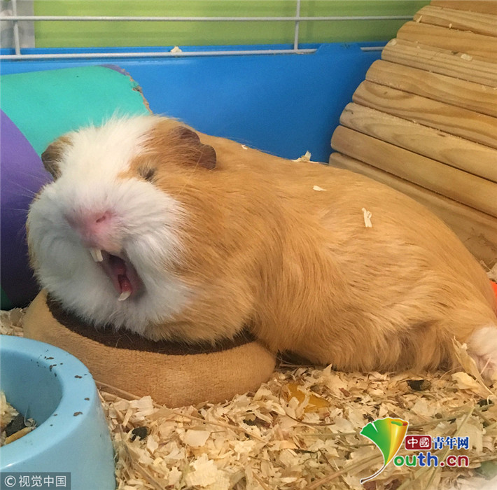 萌翻你没商量国外小豚鼠头戴小帽子拍萌照走红网络