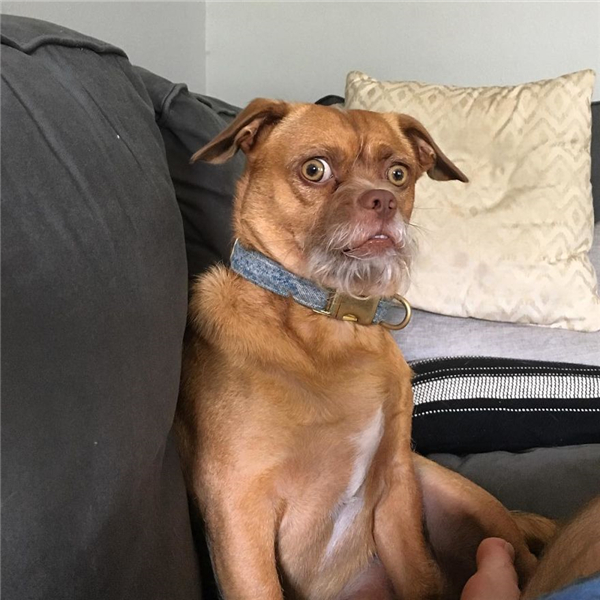 一只"白胡子"狗狗能做出成千上万种表情 让你笑的合不拢嘴