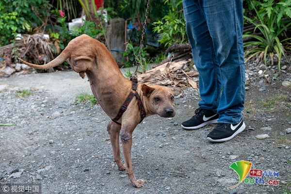 菲律宾"狗坚强"幸运获收养 练就两条腿行走特技