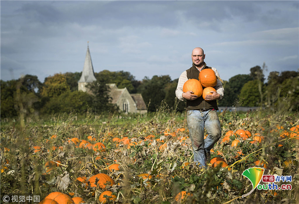 秋收时节 随英国农民收割金黄南瓜_发现频道_中国青年网