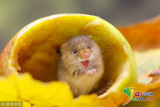 禾鼠藏身郁金香 雨雪后探头探脑萌翻