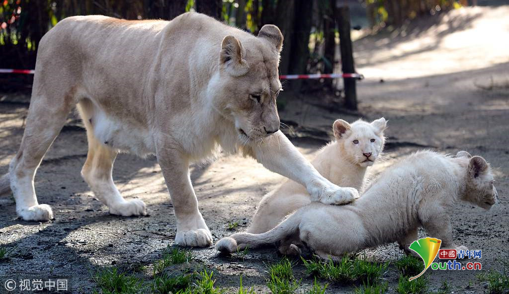 法国动物园展出两只珍稀白狮子幼崽 呆萌惹人爱