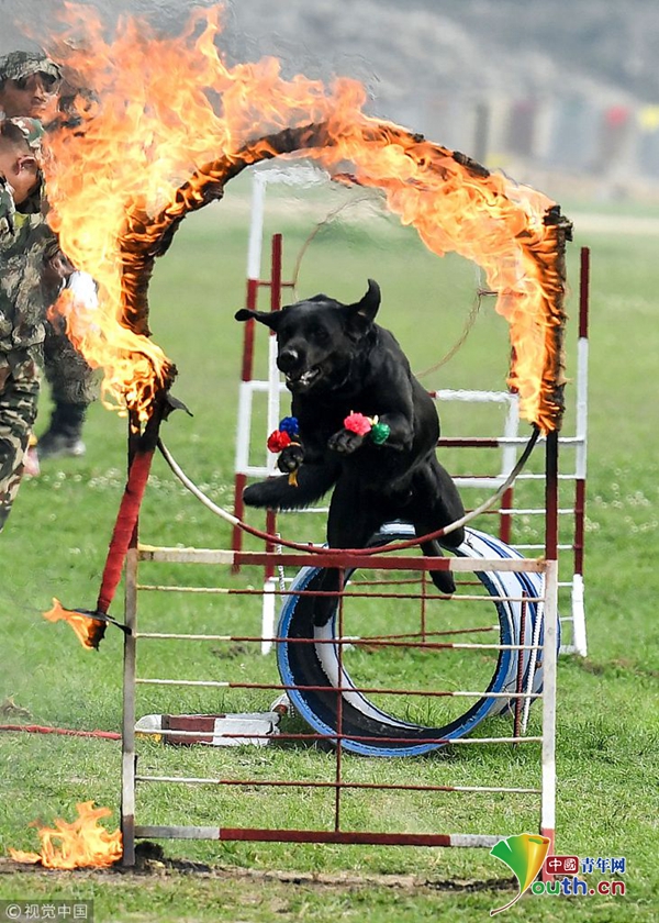 尼泊尔庆祝赛马节骑手骑马驰骋钻火圈