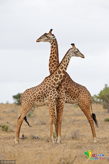 肯尼亚两只长颈鹿相互缠打上演脖子消失奇特画面