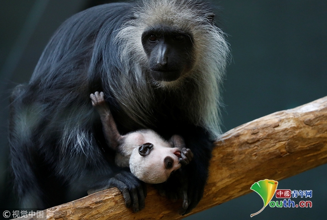 奥地利仅11天大叶猴幼崽紧抱妈妈呆萌可爱