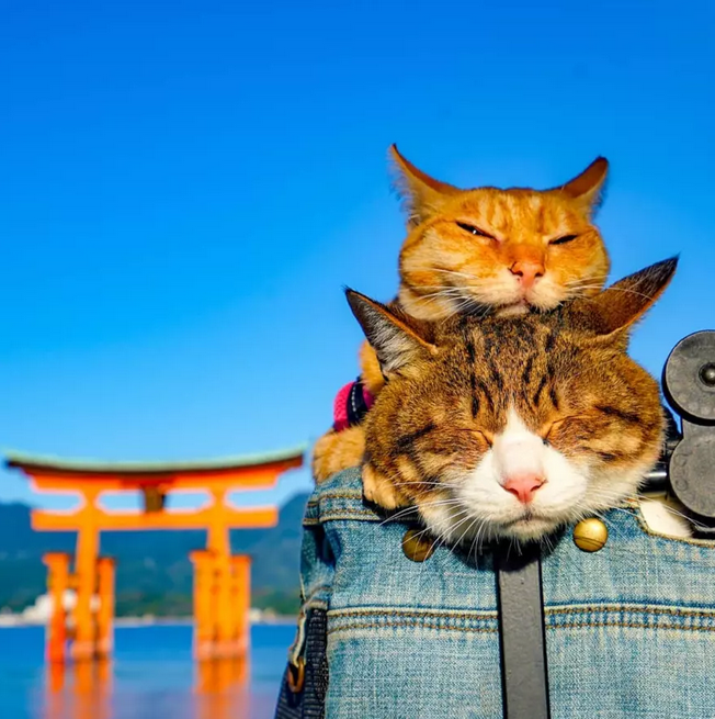 主人带着两只猫咪在日本旅行打卡1000多个目的地