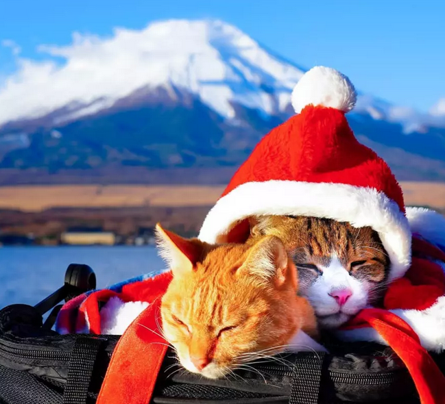 主人带着两只猫咪在日本旅行打卡1000多个目的地