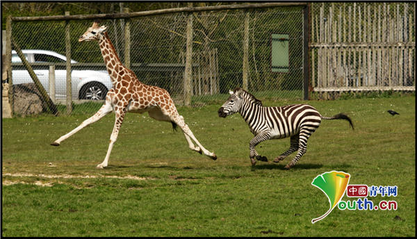 英国一野生动物园上演跑步竞赛长颈鹿和斑马你追我赶场面滑稽