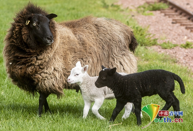 英国黑色母羊产下双胞胎 羊羔一黑一白十分少见