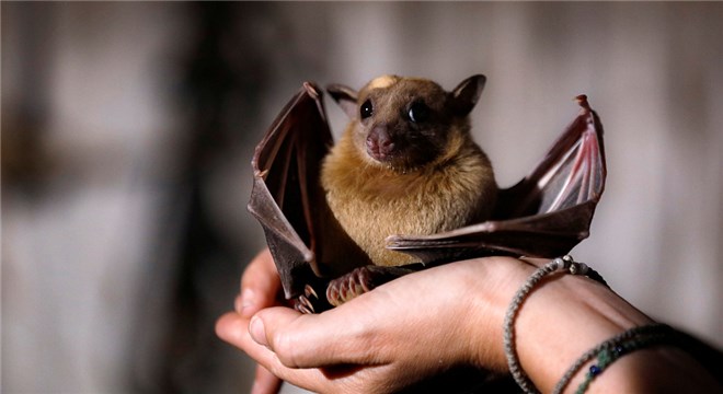 动物会不会感染新型冠状病毒_动物容易感染新型冠状病毒吗_ - 知财网