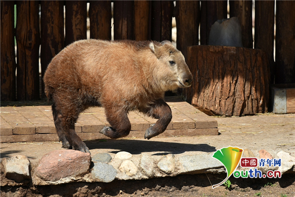 实拍莫斯科动物园四川羚牛宝宝圆头圆脑超可爱