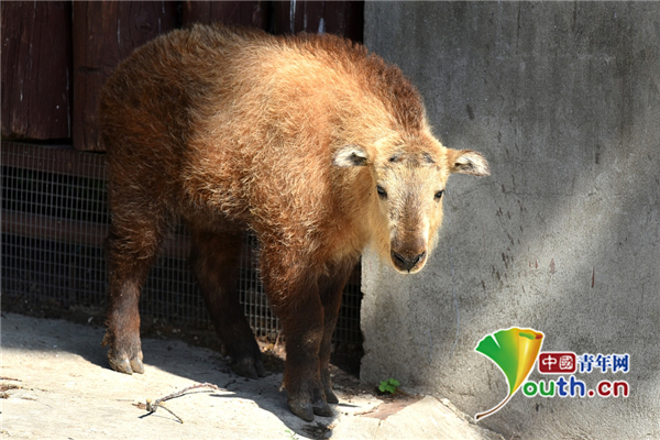 實拍莫斯科動物園四川羚牛寶寶 圓頭圓腦超可愛