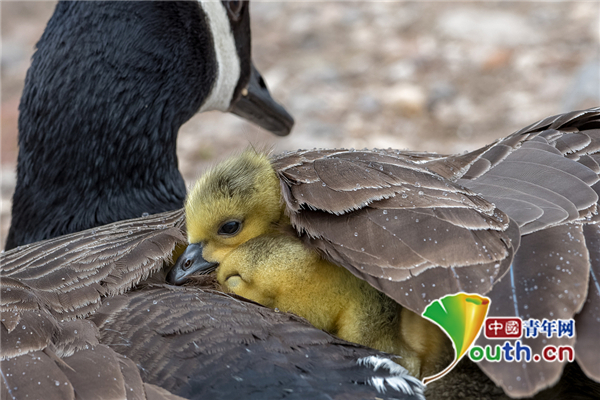 英国12只加拿大小鹅躲妈妈翅膀下避雨 争抢地盘挤作一团