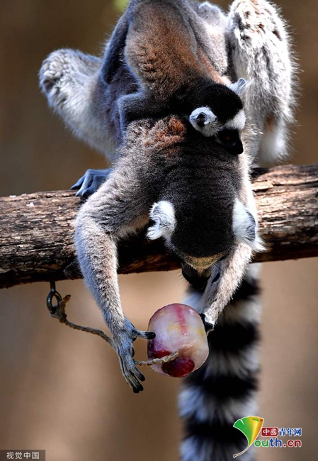 意大利罗马迎来高温天气动物园动物获赠冰棍解暑