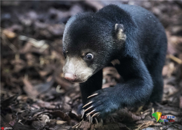 马来西亚幼熊第一次外出 小心翼翼探索世界