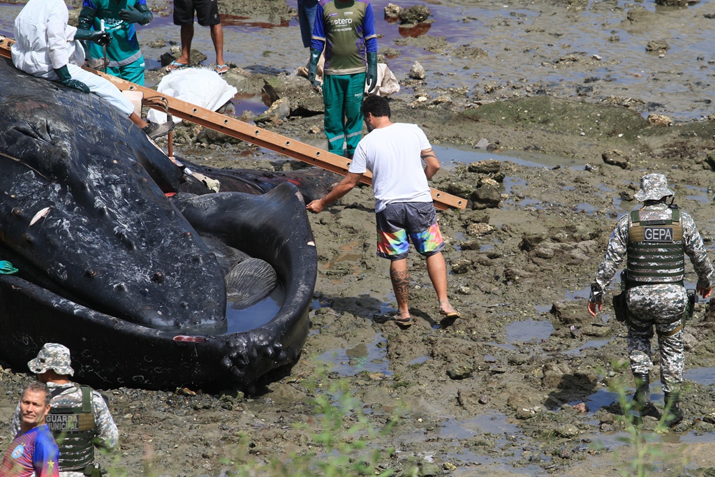 巴西一巨型座头鲸搁浅海滩死亡民众围观拍照