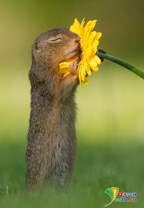 奥地利"文艺"地松鼠细嗅花香 其实是在觅食