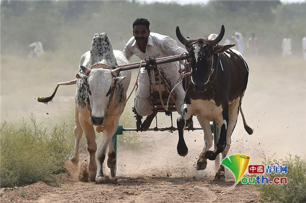 巴基斯坦举办传统公牛赛农民驾牛车极速飞驰