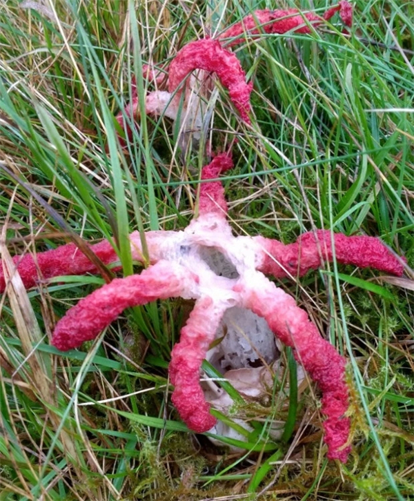 英国20年来首次发现魔鬼手指蘑菇散发腐肉气味