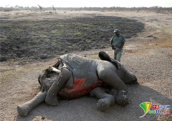 津巴布韦遇严重干旱105头大象因缺水死亡